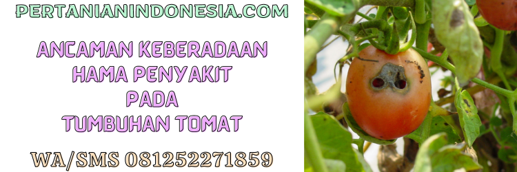 ancaman,hama,penyakit,tanaman,opt,tanaman tomat,pertanian indonesia